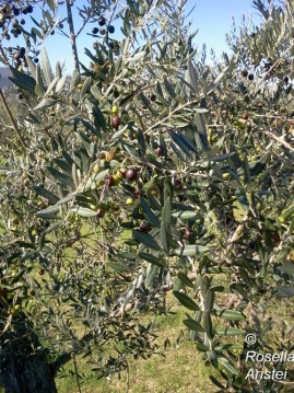 Frantoi Aperti, Giano dell'Umbria