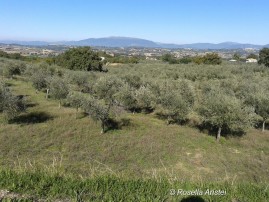 Frantoi Aperti, Giano dell'Umbria