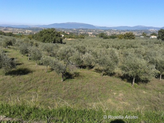 Frantoi Aperti, Giano dell'Umbria