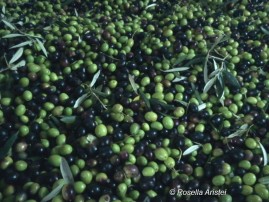 Frantoi Aperti, Giano dell'Umbria