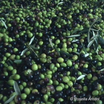 Frantoi Aperti, Giano dell’Umbria