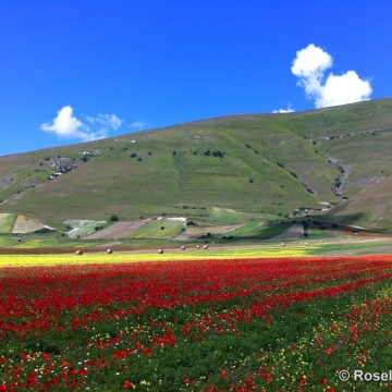 Finestre d’Autore, Castelluccio 2014