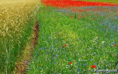 Fiorita di Castelluccio