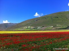 Fiorita di Castelluccio