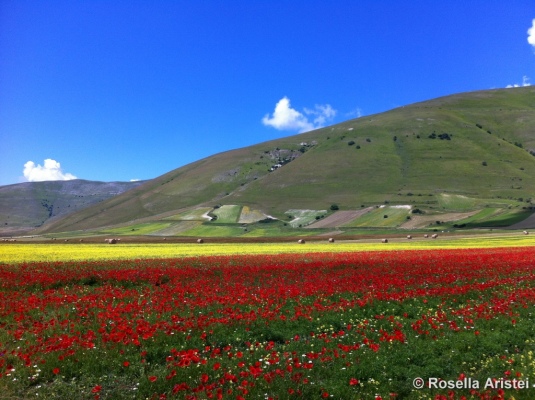 Fiorita di Castelluccio
