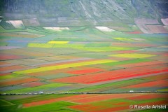 Fiorita di Castelluccio