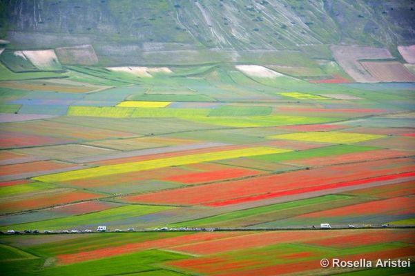 Fiorita di Castelluccio