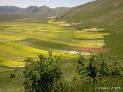 Fiorita di Castelluccio