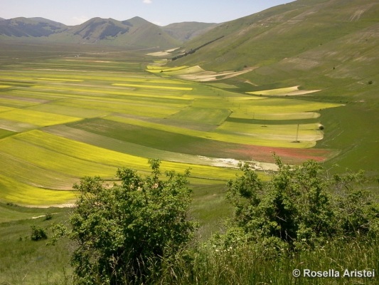 Fiorita di Castelluccio