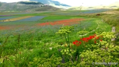 Fiorita di Castelluccio