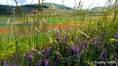 Fiorita di Castelluccio