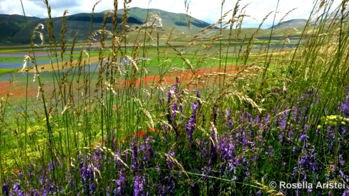 Fiorita di Castelluccio
