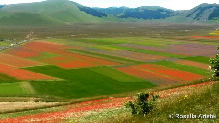Fiorita di Castelluccio