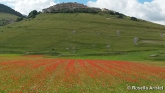 Fiorita di Castelluccio