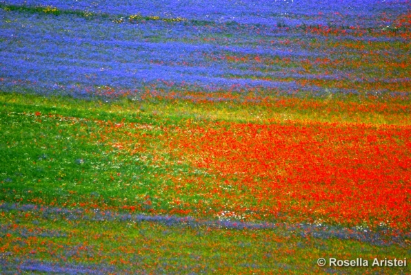 Fiorita di Castelluccio