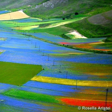 Fiorita di Castelluccio