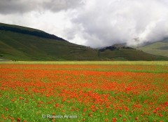 Fiorita di Castelluccio