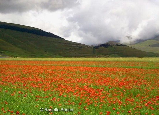 Fiorita di Castelluccio