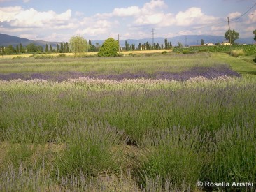 Magia di lavanda