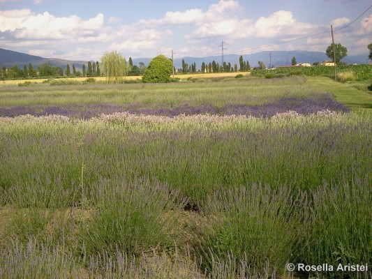 Magia di lavanda