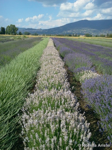 Magia di lavanda