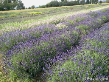 Magia di lavanda