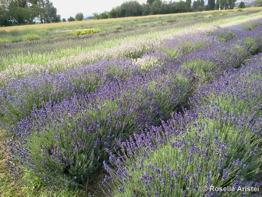 Magia di lavanda