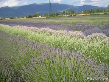 Magia di lavanda